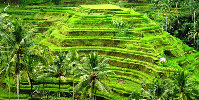 Tegalalang Rice Terrace